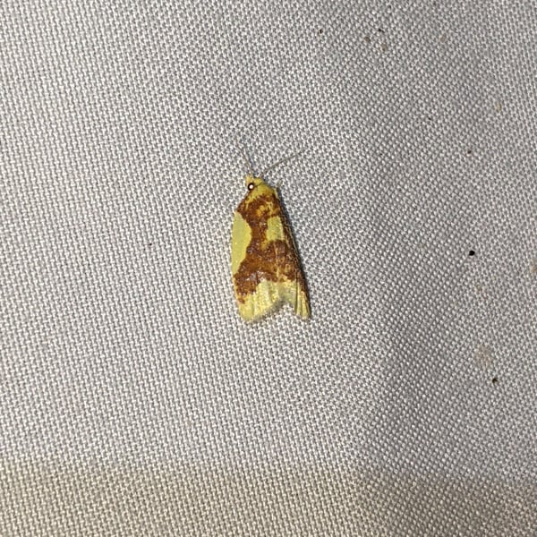 Sparganothis pulcherrimana