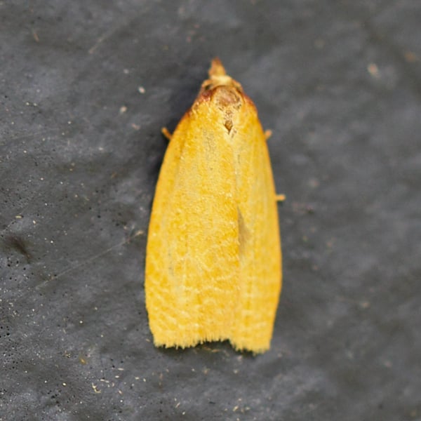 Sparganothis distincta