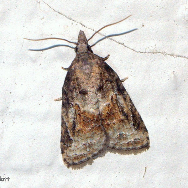 Platynota idaeusalis