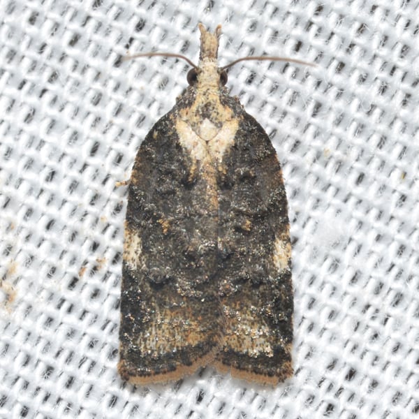 Platynota exasperatana