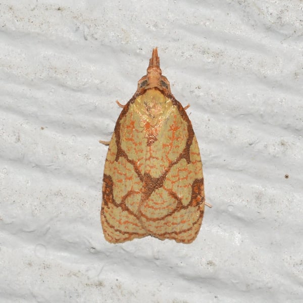 Cenopis