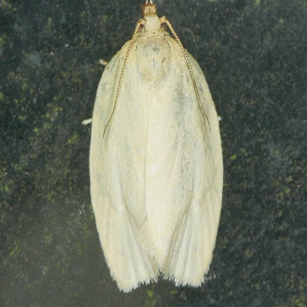 Cenopis pettitana