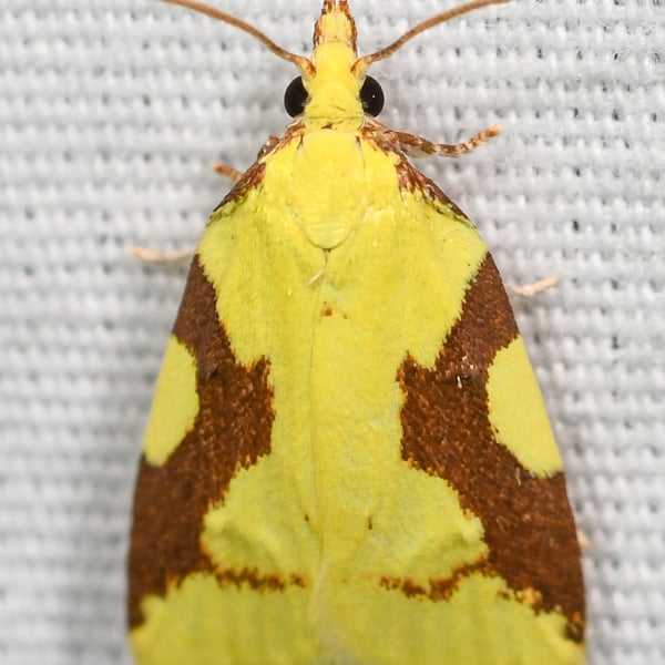 Cenopis niveana