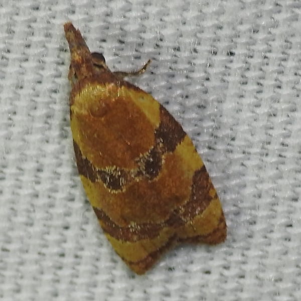 Cenopis diluticostana