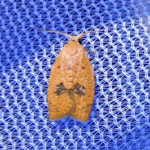 Sparganothoides lentiginosana