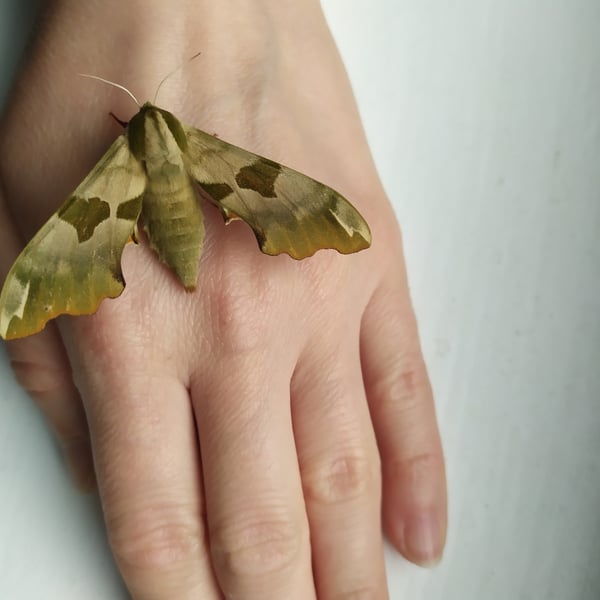 Sphingidae