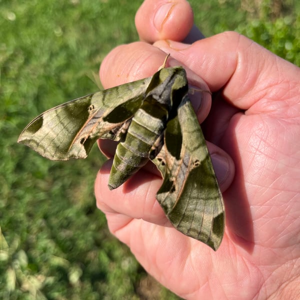 Eumorpha