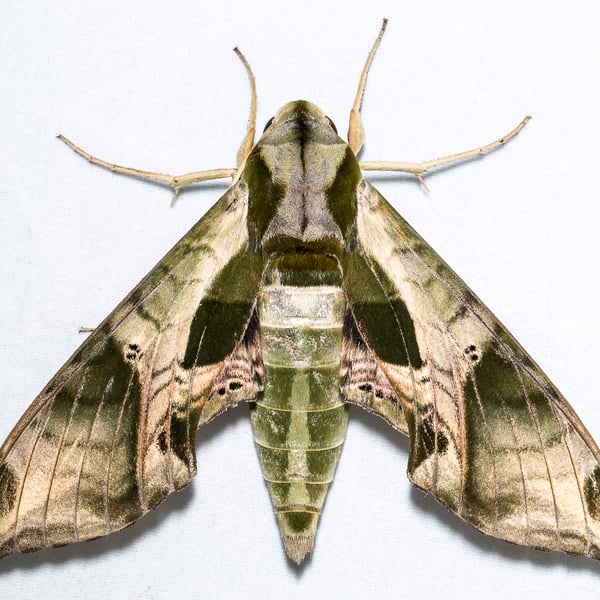 Eumorpha pandorus