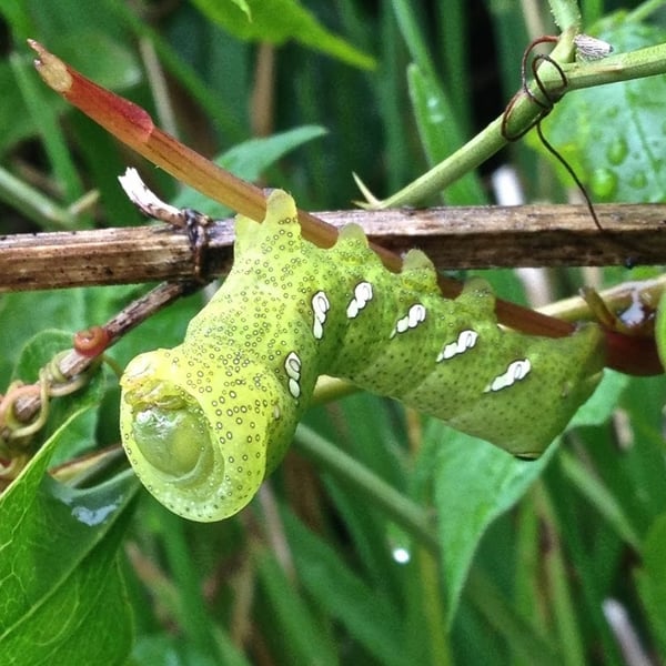 Eumorpha achemon