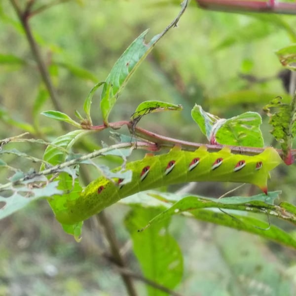 Eumorpha fasciatus
