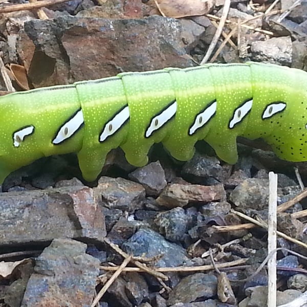 Eumorpha satellitia