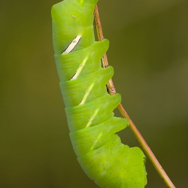 Eumorpha vitis