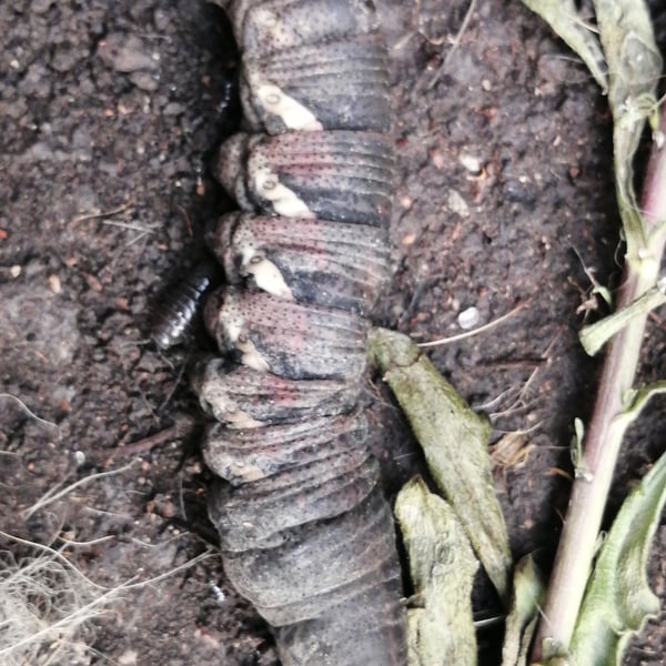 Eumorpha typhon
