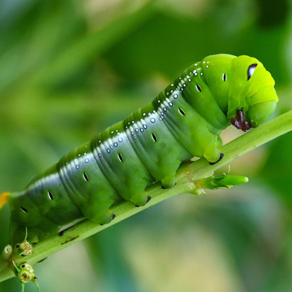 Daphnis nerii