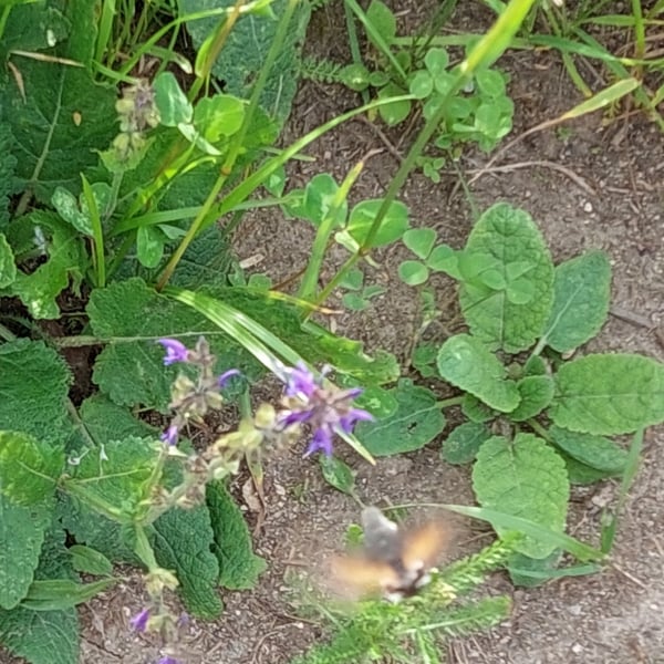 Macroglossum