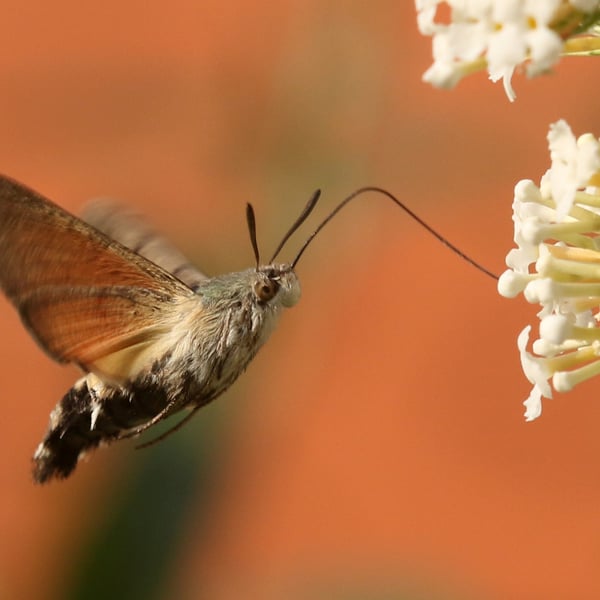 Macroglossum stellatarum