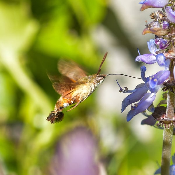 Macroglossum trochilus