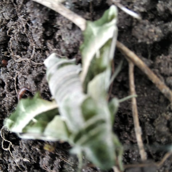 Proserpinus proserpina