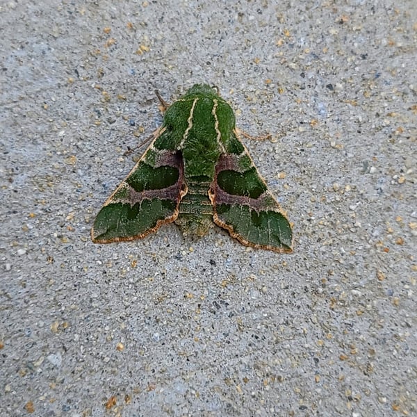 Proserpinus lucidus