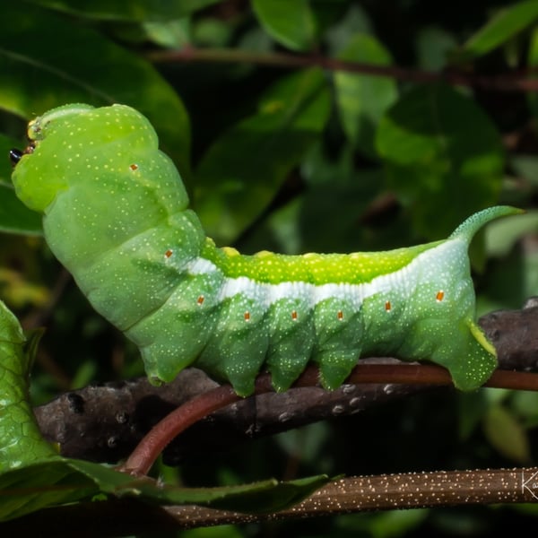 Darapsa myron