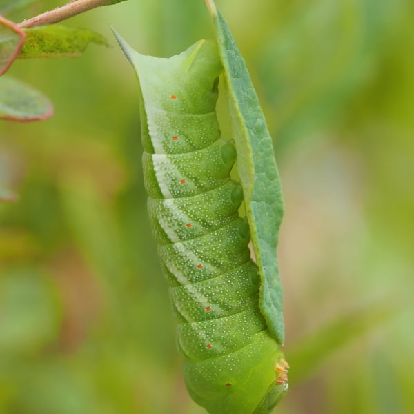 Darapsa choerilus