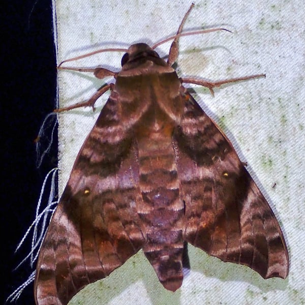 Acosmeryx anceus