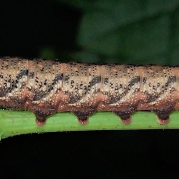 Amphion floridensis