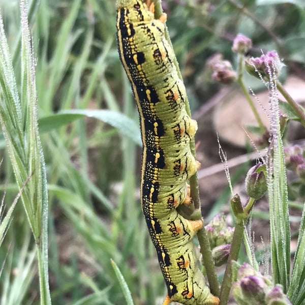 Hyles lineata