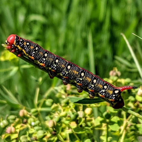 Hyles euphorbiae