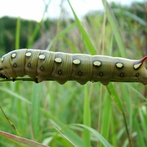 Hyles gallii
