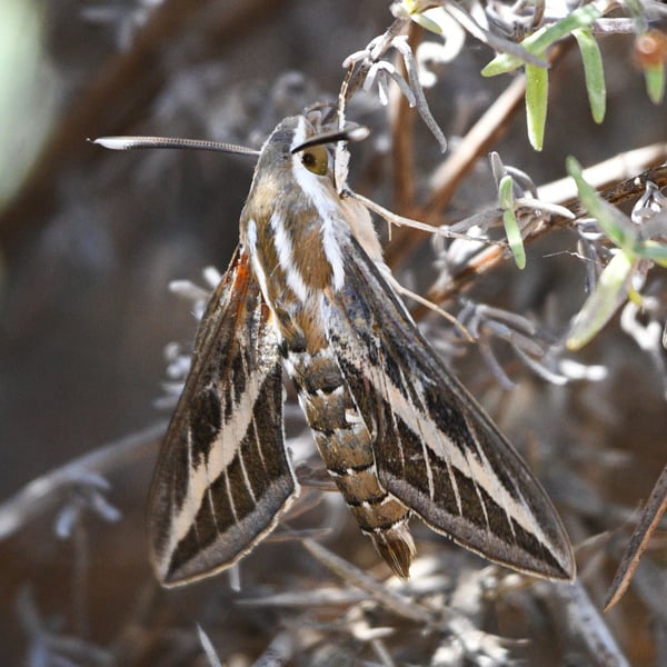 Hyles livornica