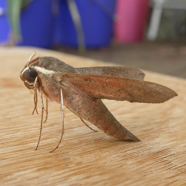 Hippotion scrofa