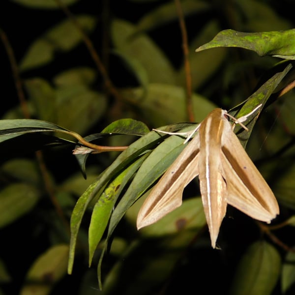 Theretra silhetensis