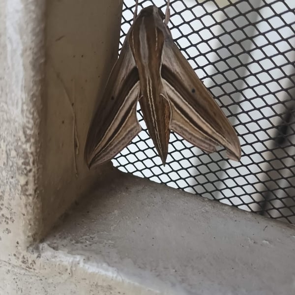 Theretra oldenlandiae