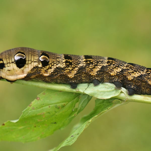 Deilephila elpenor