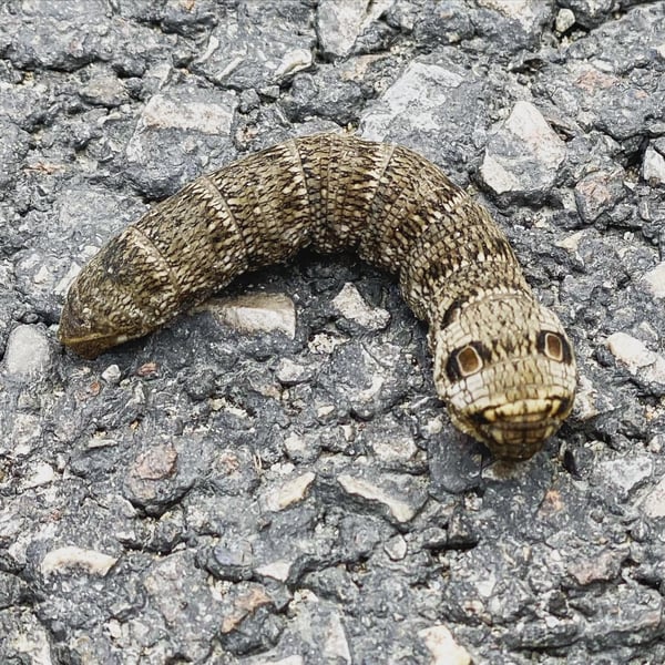 Deilephila porcellus