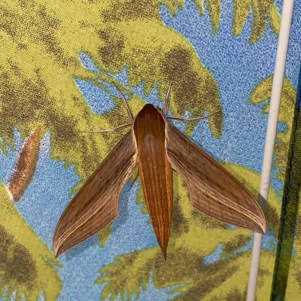 Xylophanes