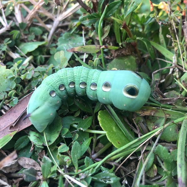Xylophanes tersa
