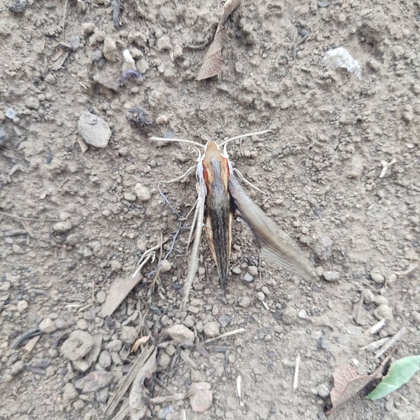 Xylophanes falco