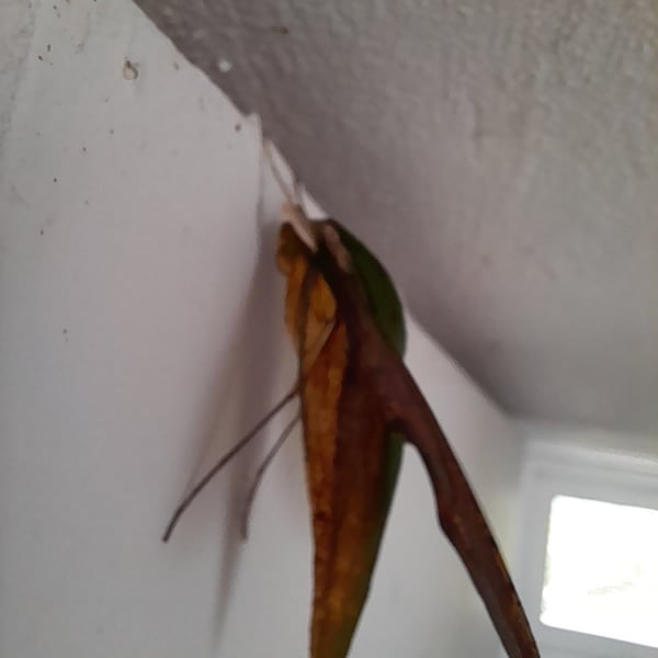 Xylophanes chiron