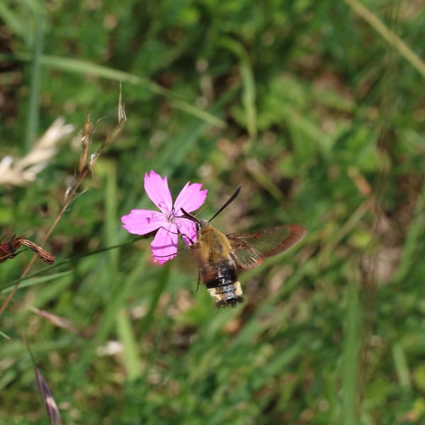 Hemaris