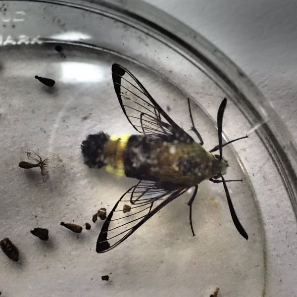 Hemaris thetis