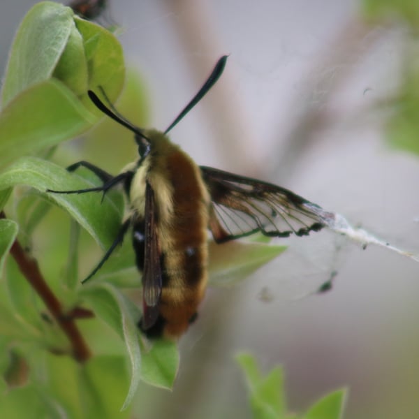 Hemaris aethra