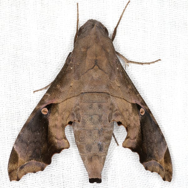 Enyo lugubris