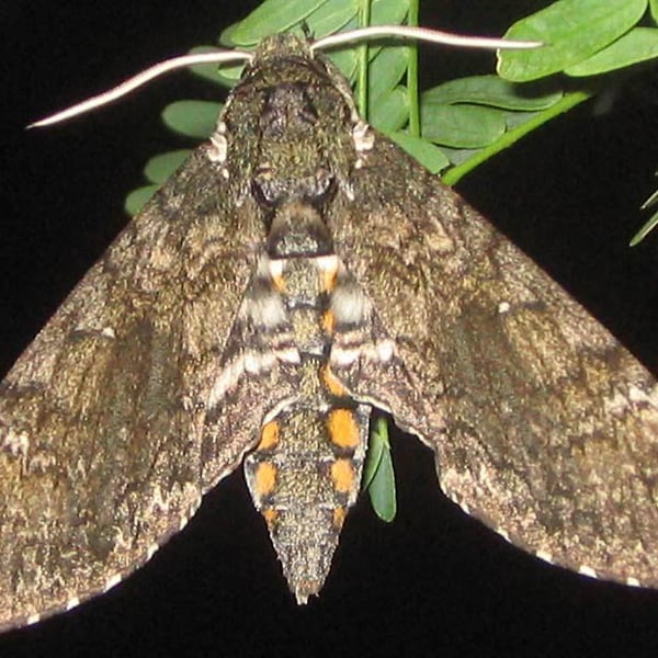 Manduca rustica