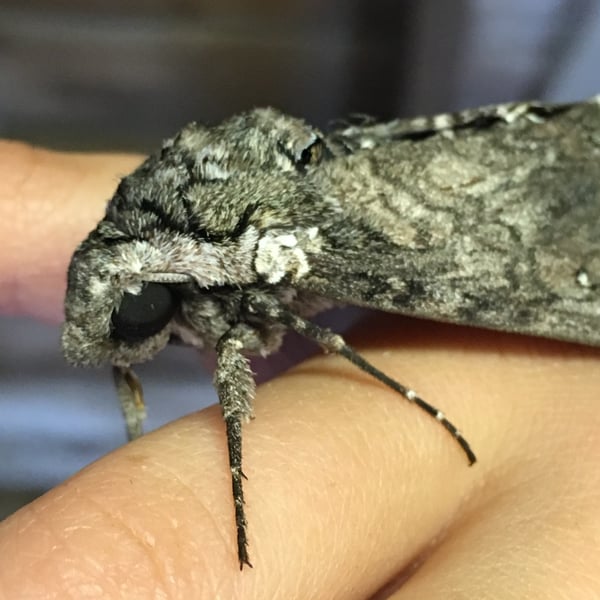 Manduca sexta