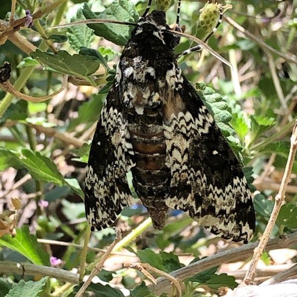 Manduca rustica