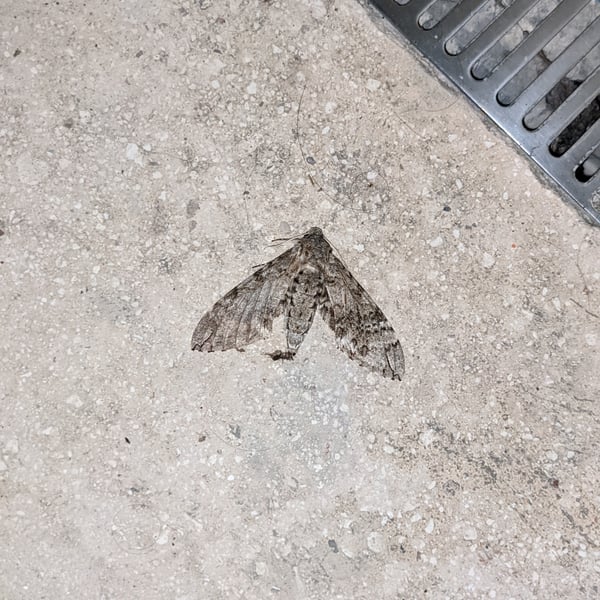 Manduca florestan