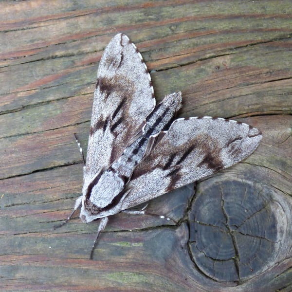Sphinx pinastri