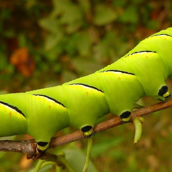 Sphinx kalmiae